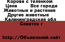 Корова с теленком › Цена ­ 69 - Все города Животные и растения » Другие животные   . Калининградская обл.,Советск г.